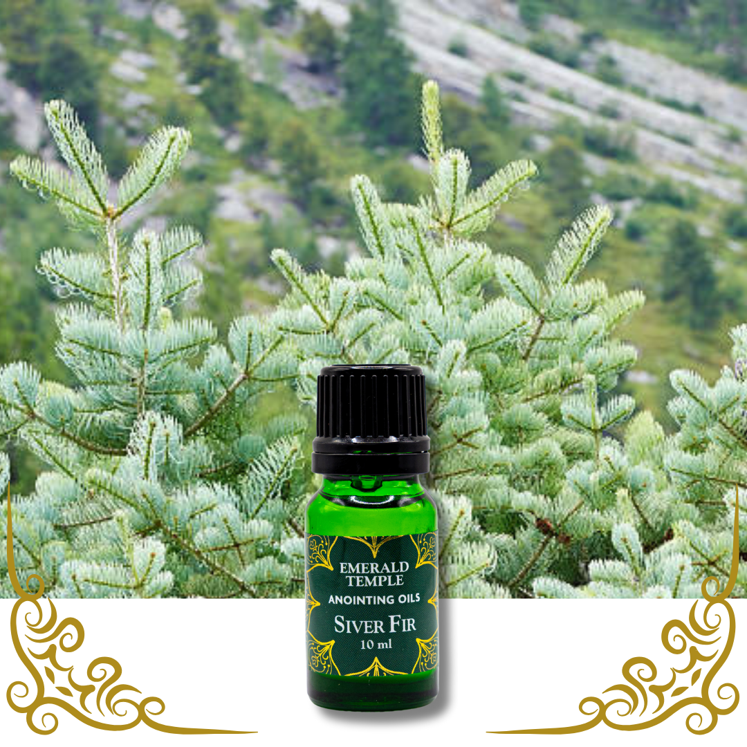 Silver Fir: Spirit of Protection